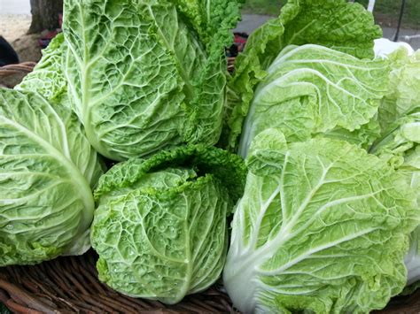 See our selection of Cabbage and buy quality Cabbage, Spinach & Greens online at Waitrose. Picked, packed and delivered by hand in convenient 1-hour slots.